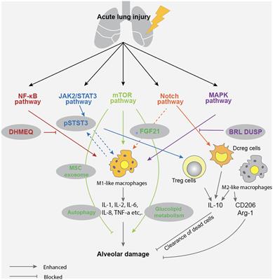 Acute lung injury caused by sepsis: how does it happen?